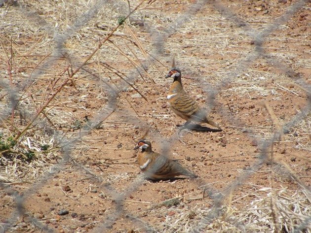 Spinifex Pigeons (3)