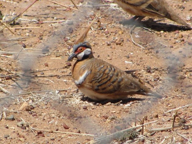 Spinifex Pigeons (4)