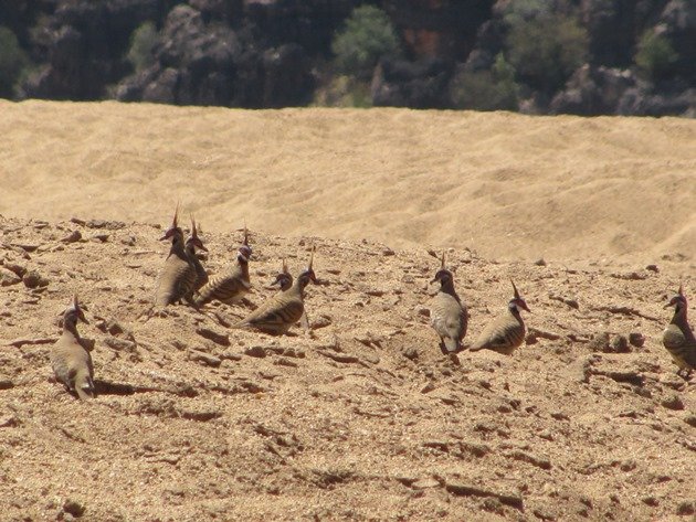 Spinifex Pigeons