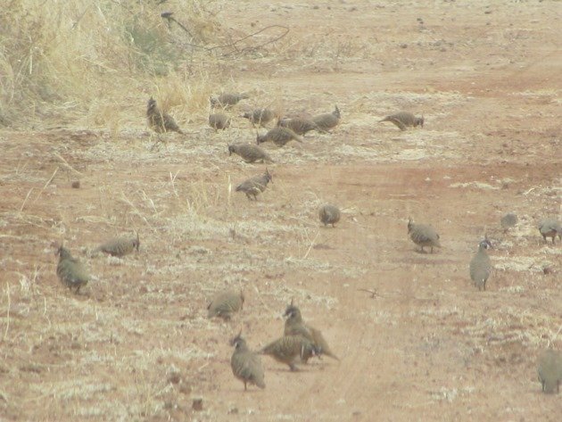 Spinifex Pigeons