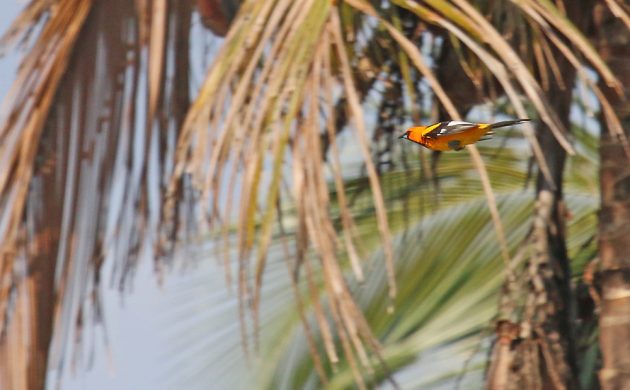 Spot-breasted Oriole