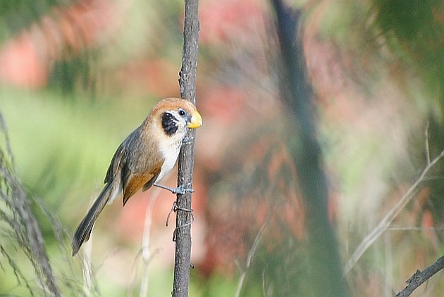 Spot-breasted Parrotbill