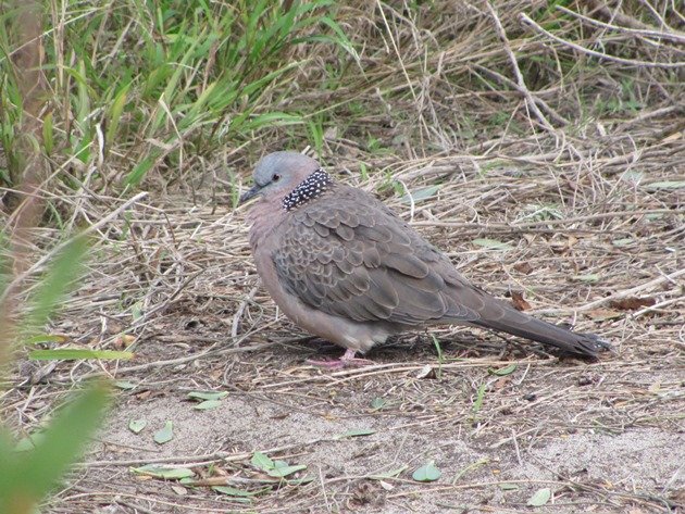 Spotted Dove