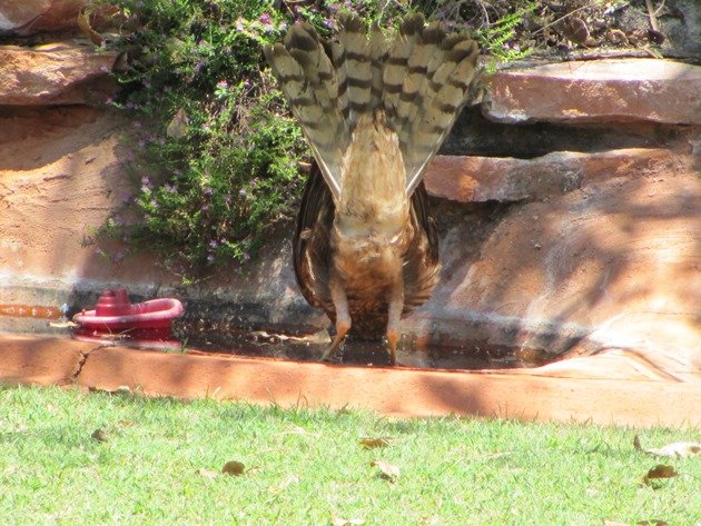 Spotted Harrier drinking (2)