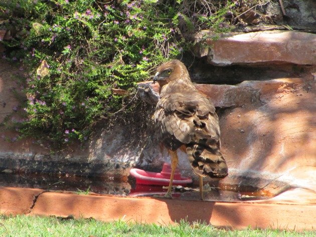 Spotted Harrier