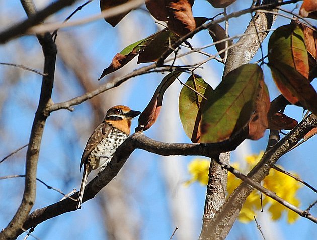 Spotted Puffbird