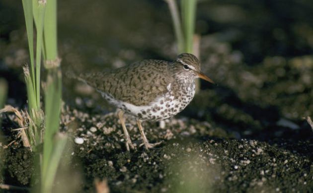 Spotted Sandpiper