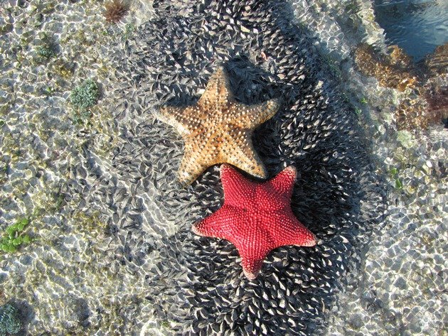 Star Fish (2)