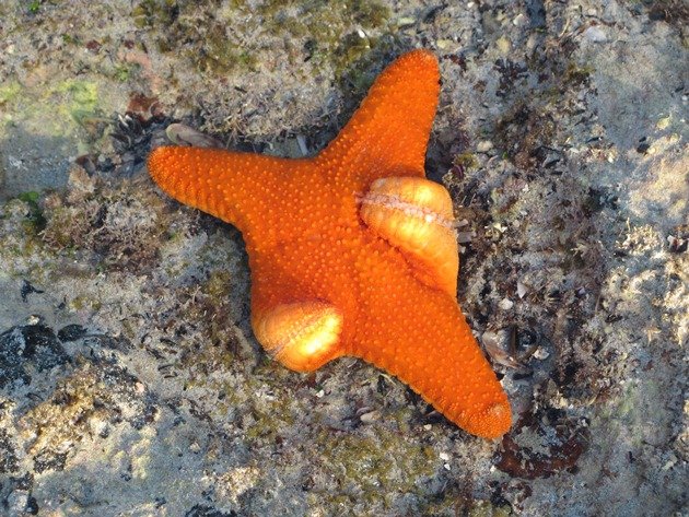 Star Fish (3)