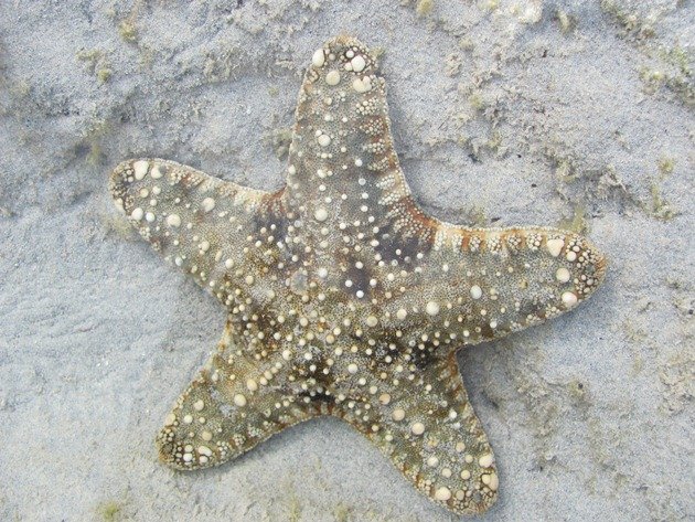 Star fish