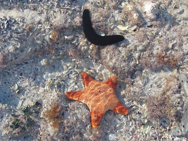 Starfish & Sea Cucumber