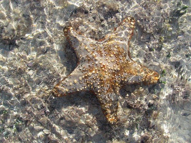 Starfish