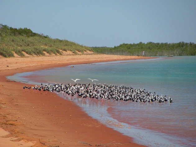 Stilt & Avocet flock (2)