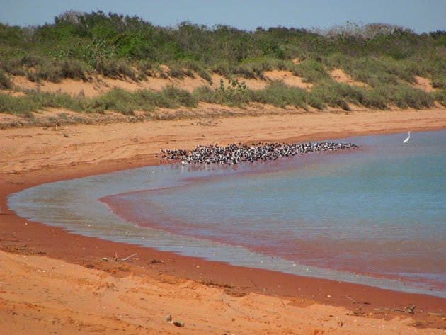 Stilt & Avocet flock