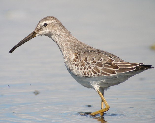 Stilt Sandpiper at Jamaica Bay