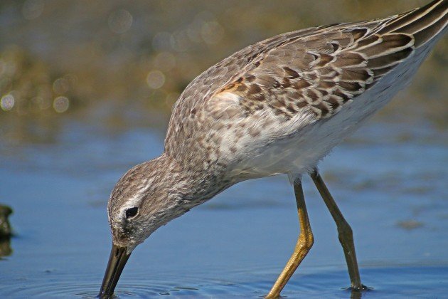 Stilt Sandpiper