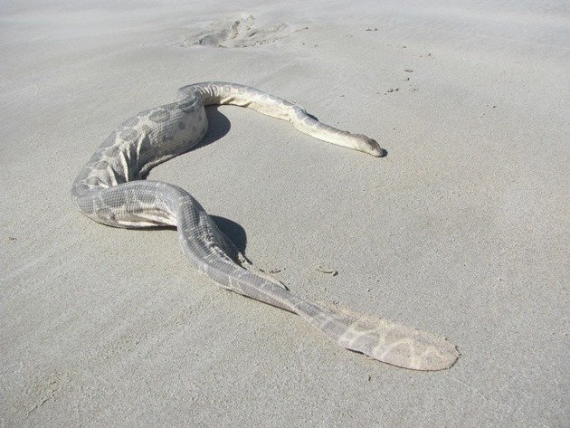 Stoke's Sea Snake