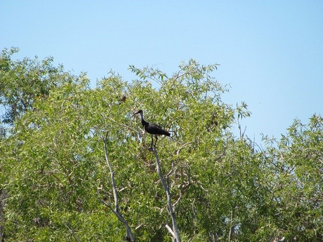 Straw-necked Ibis (2)