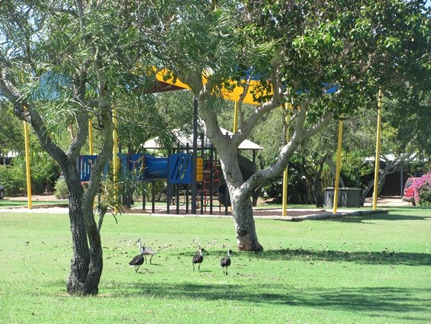 Straw-necked Ibis (2)