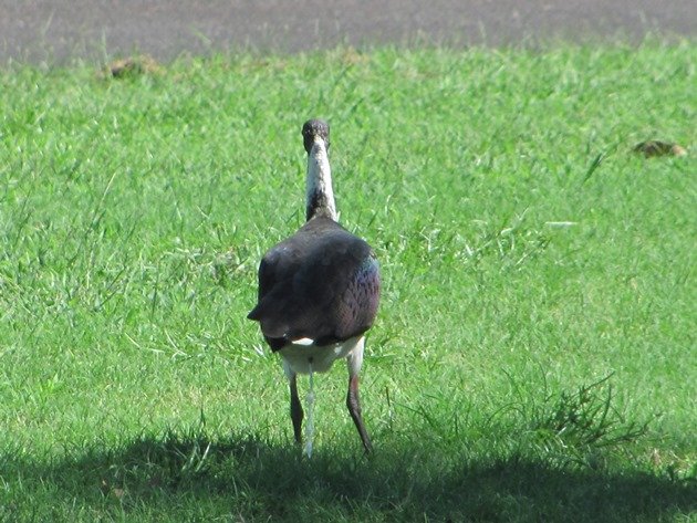 Straw-necked Ibis (4)