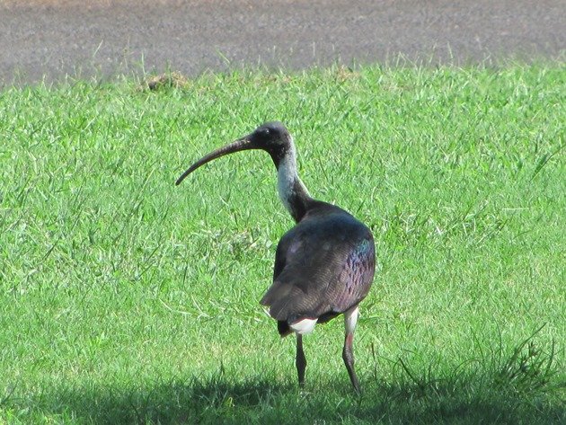 Straw-necked Ibis (5)