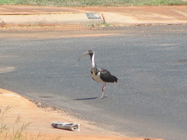 Straw-necked Ibis (6)