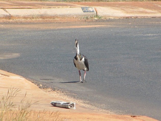 Straw-necked Ibis (7)