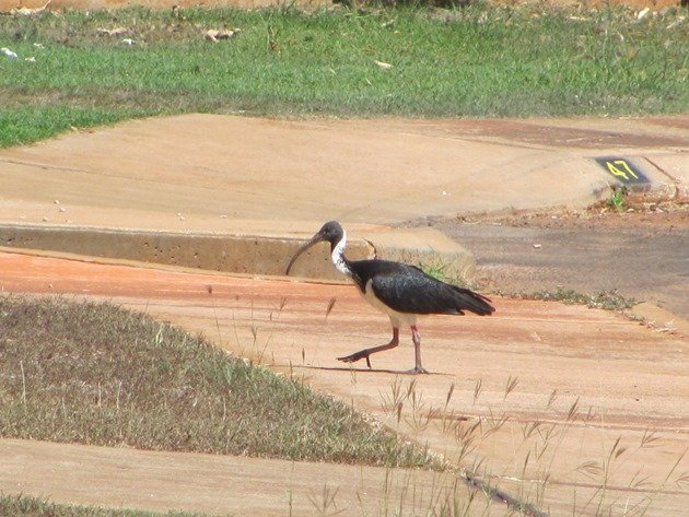 Straw-necked Ibis (8)