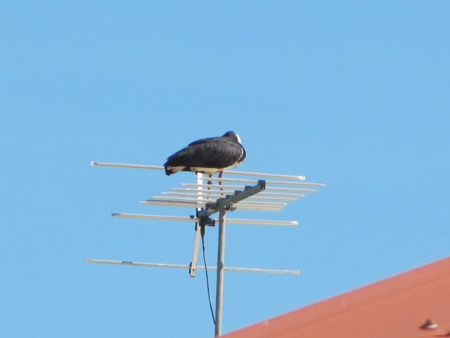 Straw-necked Ibis (9)