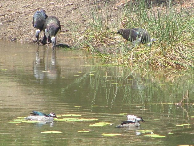 Straw-necked Ibis & Green Pygmy Geese