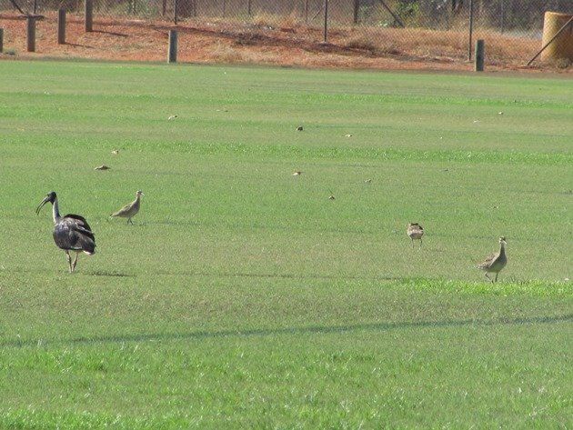 Straw-necked Ibis and Little Curlew (2)