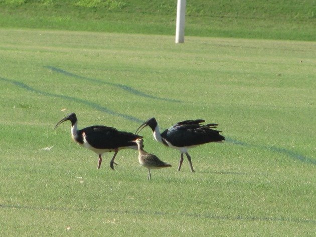 Straw-necked Ibis and Little Curlew