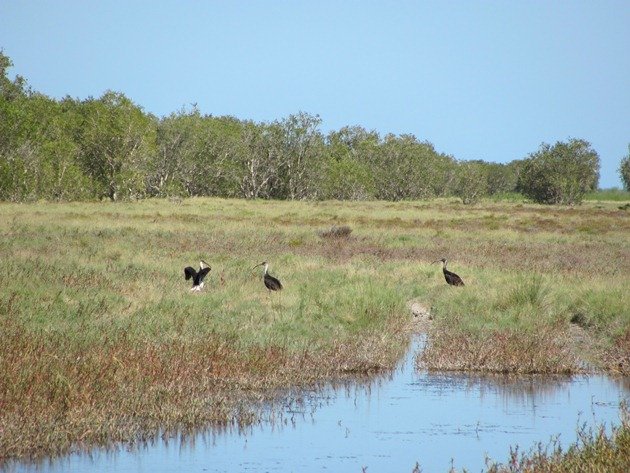 Straw-necked Ibis