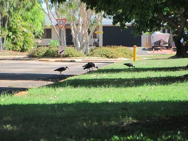 Straw-necked Ibis