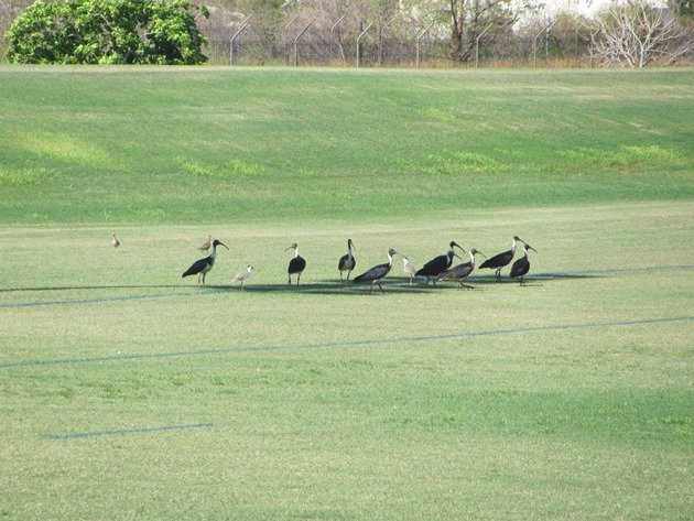Straw-necked Ibis,Masked Lapwings and Little Curlew