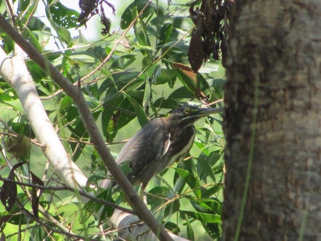 Striated Heron-rufous morph (10)