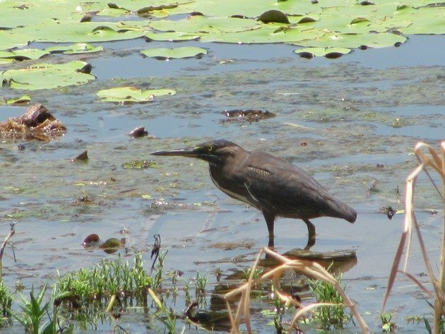 Striated Heron-rufous morph (3)