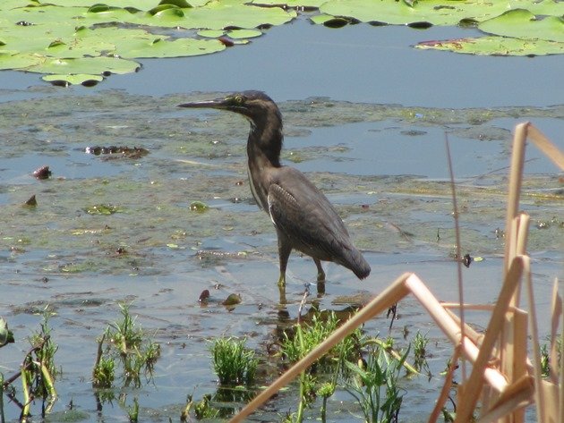 Striated Heron-rufous morph (5)