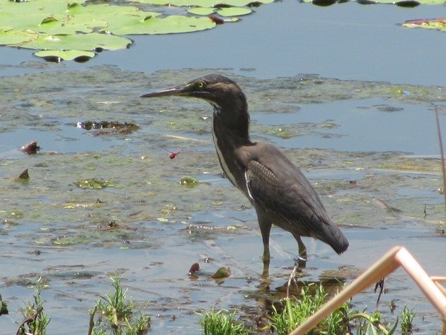 Striated Heron-rufous morph (6)