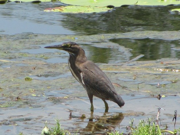 Striated Heron-rufous morph (7)