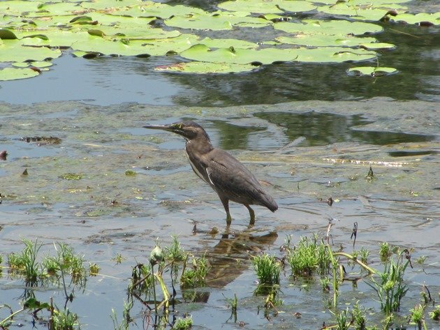 Striated Heron-rufous morph (8)