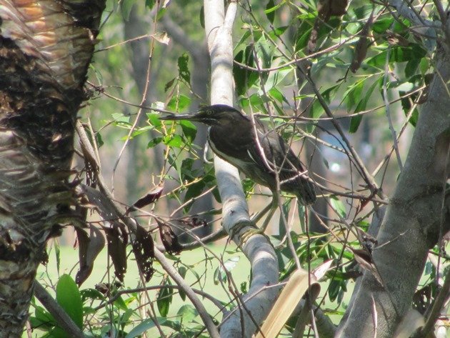 Striated Heron-rufous morph (9)