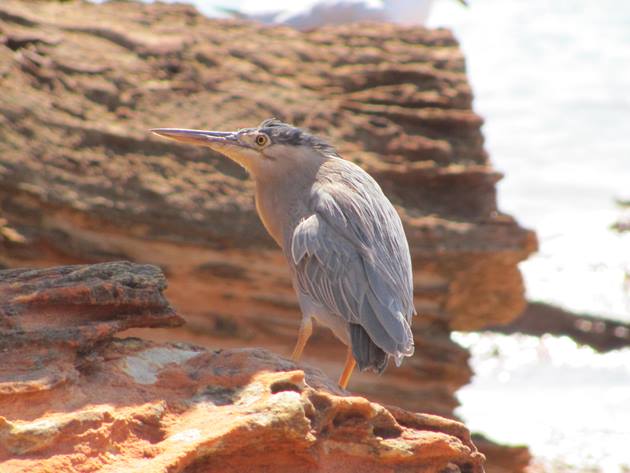 Striated Heron