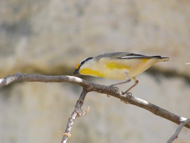 Striated Pardalote (2)