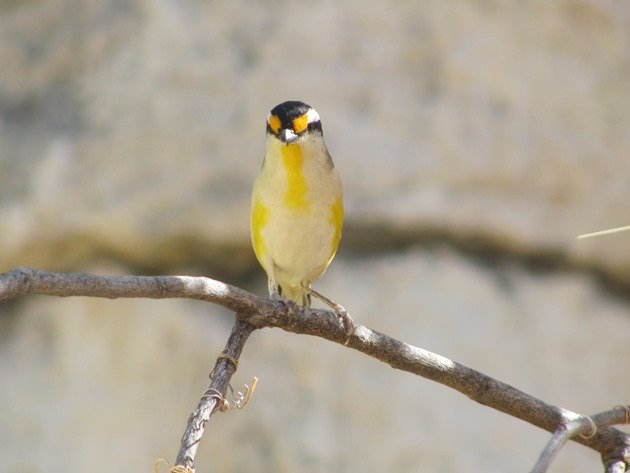 Striated Pardalote (3)