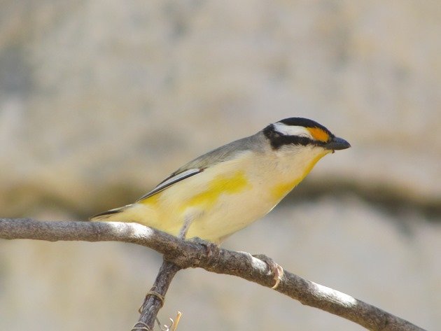 Striated Pardalote (4)