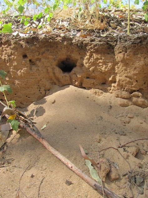 Striated Pardalote nest hole (2)