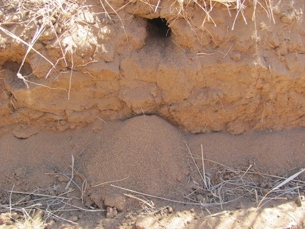 Striated Pardalote nest hole (3)