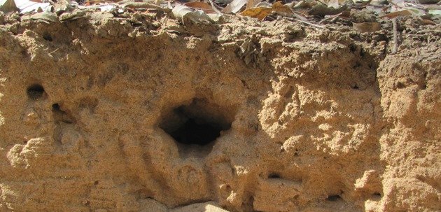 Striated Pardalote nest hole (4)
