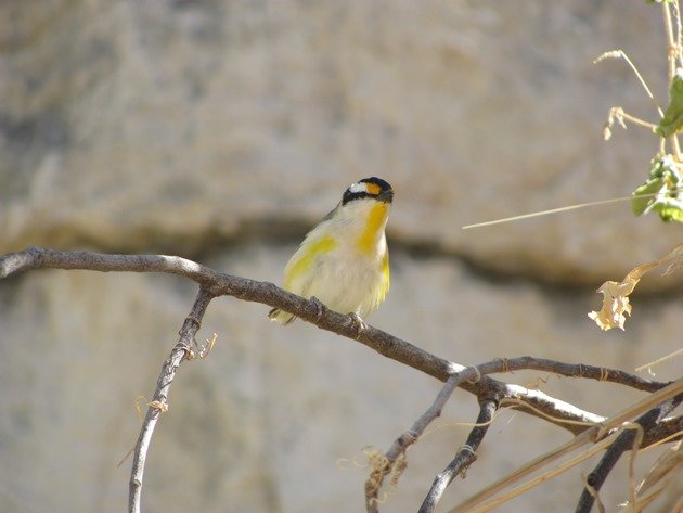 Striated Pardalote